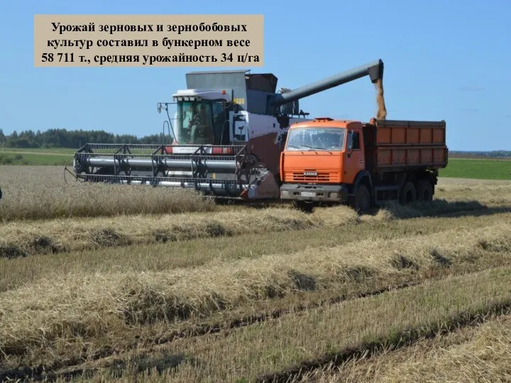 Урожай зерновых и зернобобовых культур составил в бункерном весе 58 711 т., средняя урожайность 34 ц/га
