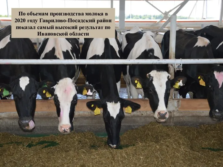 По объемам производства молока в 2020 году Гаврилово-Посадский район показал самый высокий результат по Ивановской области