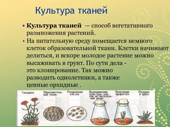Культура тканей Культура тканей — способ вегетативного размножения растений. На питательную среду