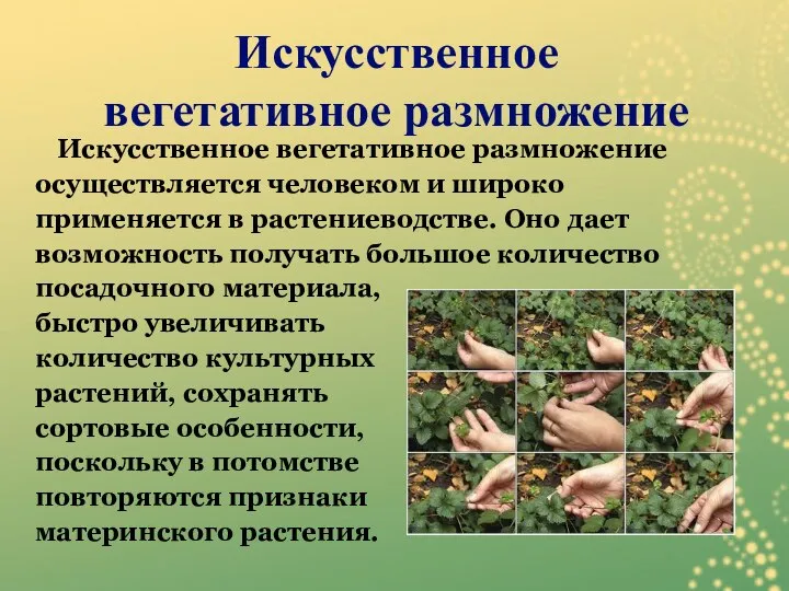 Искусственное вегетативное размножение осуществляется человеком и широко применяется в растениеводстве. Оно дает