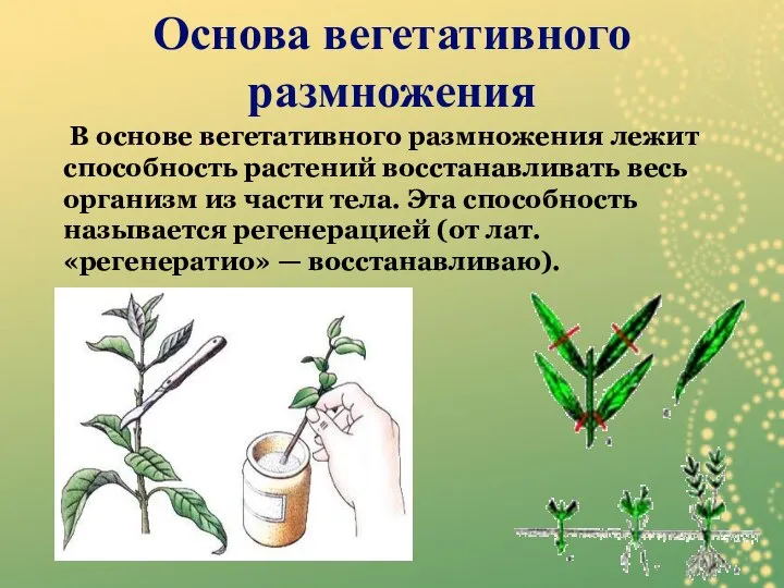 В основе вегетативного размножения лежит способность растений восстанавливать весь организм из части
