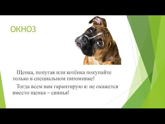 ОКНО3 Щенка, попугая или котёнка покупайте только в специальном питомнике! Тогда всем