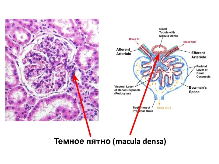 Темное пятно (macula densa)