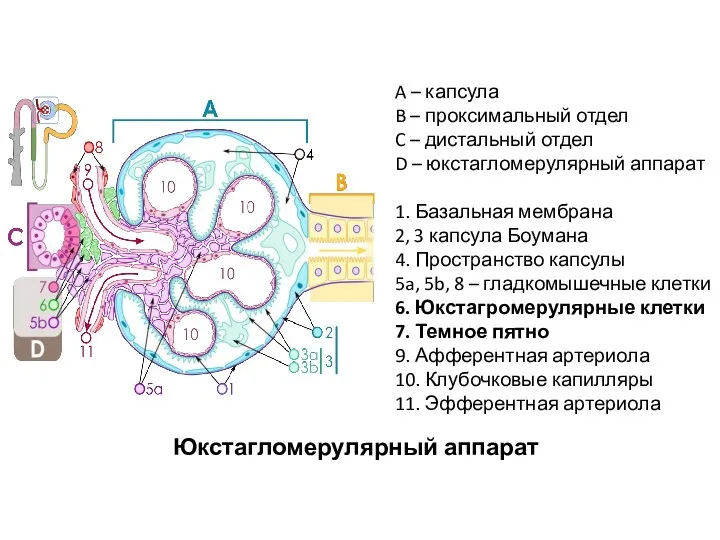 Юкстагломерулярный аппарат A – капсула B – проксимальный отдел C – дистальный