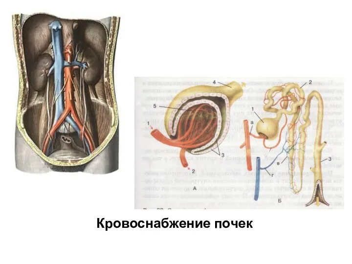 Кровоснабжение почек