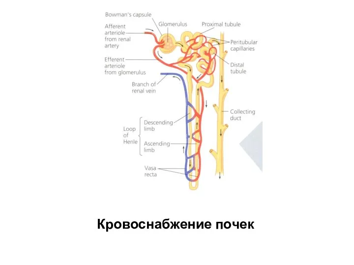 Кровоснабжение почек