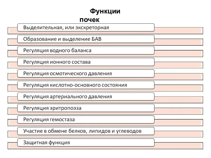 Функции почек