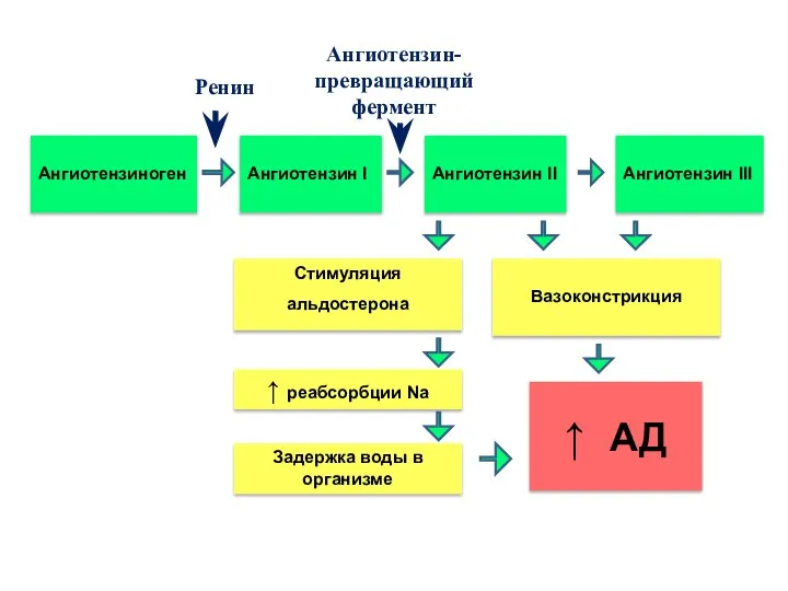 Ренин Ангиотензиноген Ангиотензин I Ангиотензин- превращающий фермент Ангиотензин II Ангиотензин III Вазоконстрикция