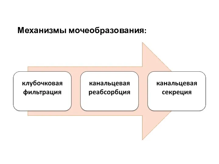 Механизмы мочеобразования: