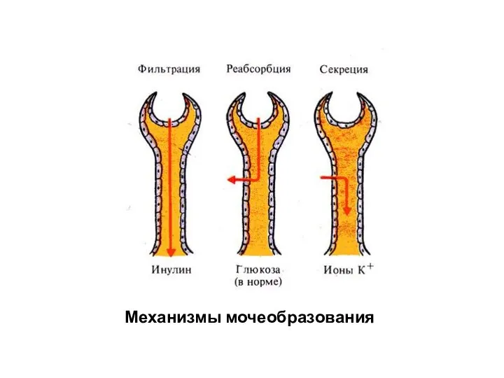 Механизмы мочеобразования