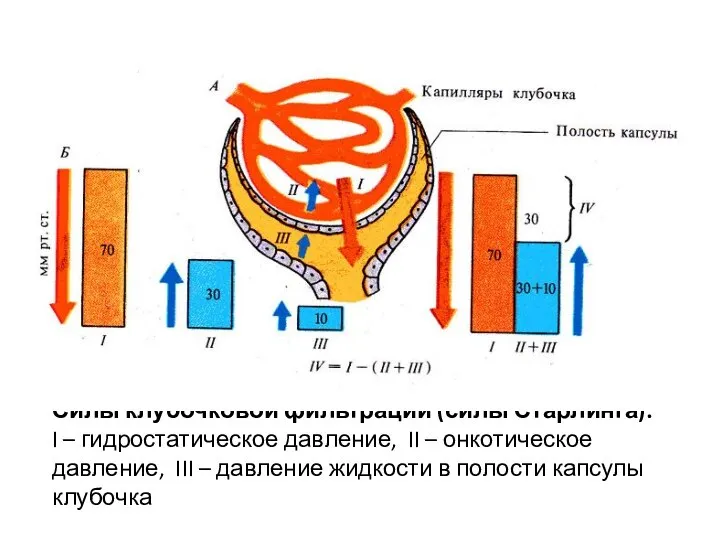 Силы клубочковой фильтрации (силы Старлинга): I – гидростатическое давление, II – онкотическое