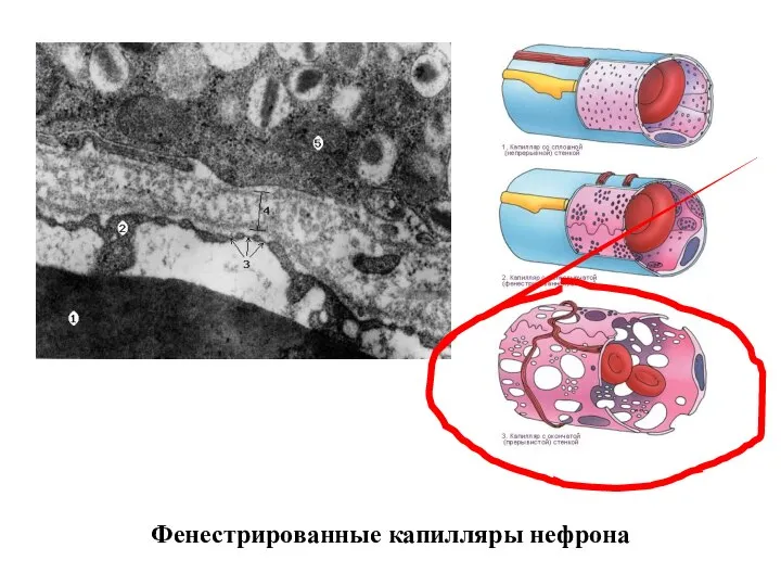 Фенестрированные капилляры нефрона