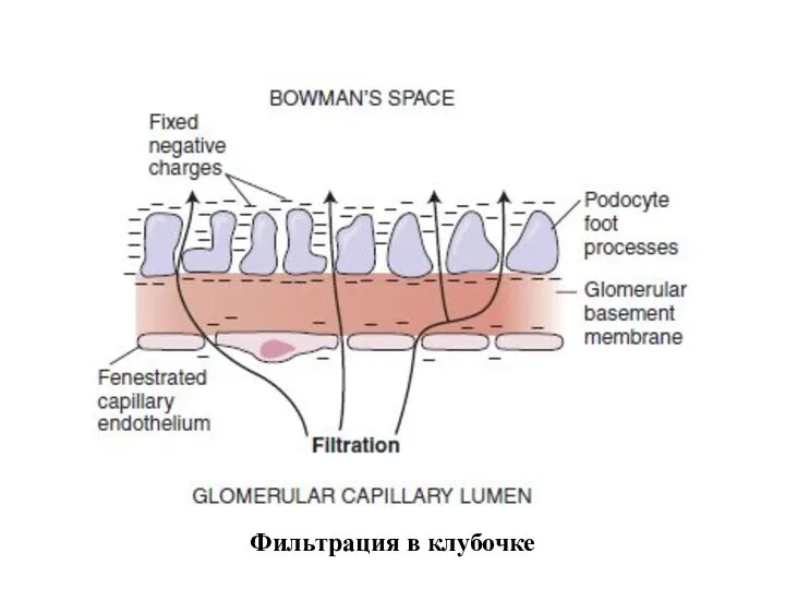 Фильтрация в клубочке