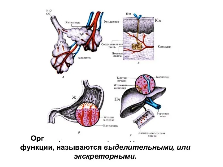 Органы, выполняющие выделительные функции, называются выделительными, или экскреторными.