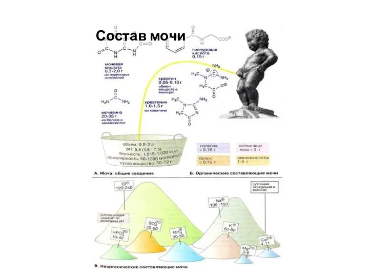 Состав мочи