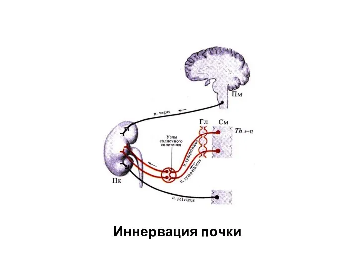 Иннервация почки