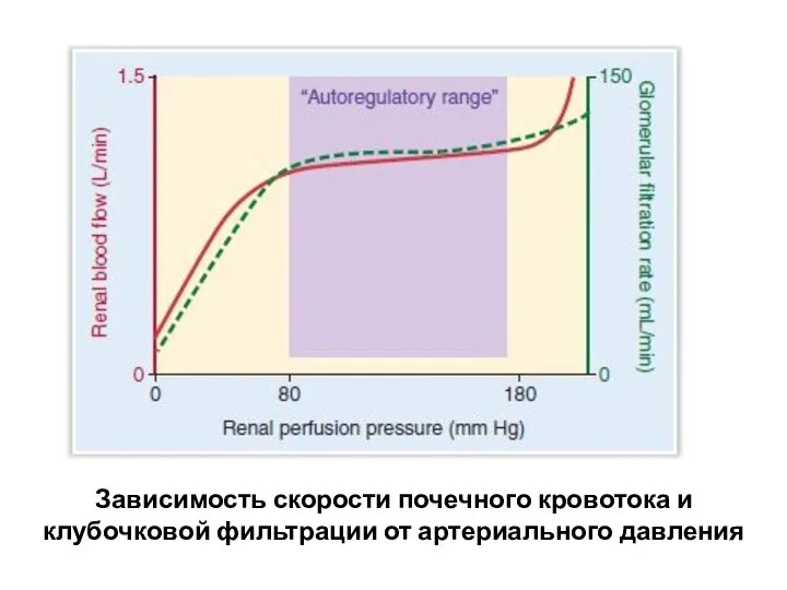 Зависимость скорости почечного кровотока и клубочковой фильтрации от артериального давления