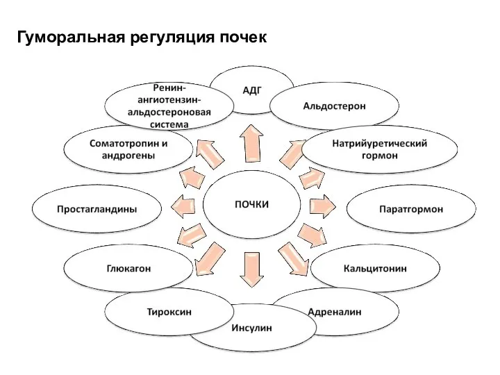 Гуморальная регуляция почек