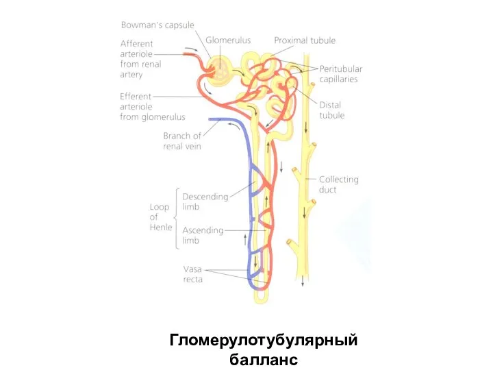 Гломерулотубулярный балланс