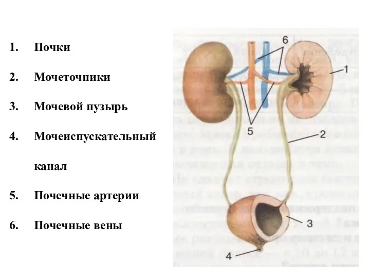 Почки Мочеточники Мочевой пузырь Мочеиспускательный канал Почечные артерии Почечные вены