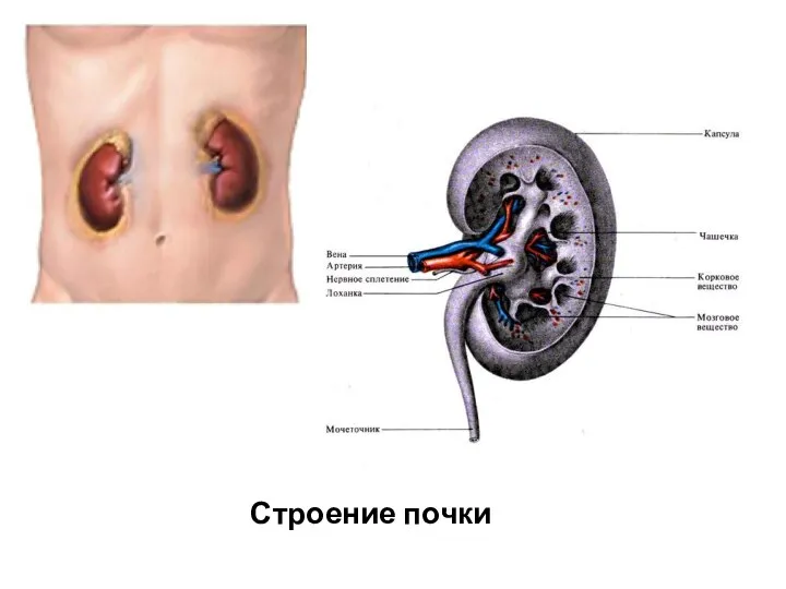 Строение почки