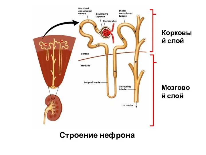 Строение нефрона Корковый слой Мозговой слой