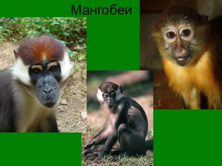 Мангобеи