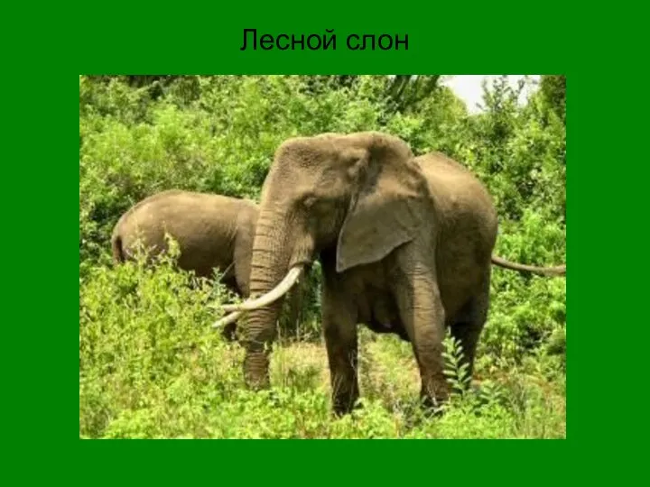 Лесной слон