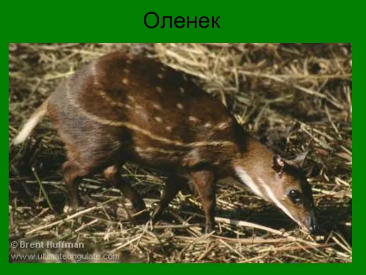 Оленек