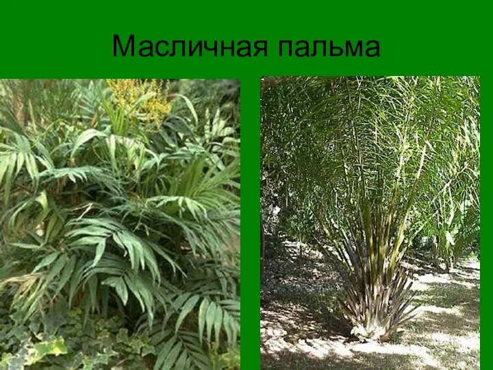 Масличная пальма