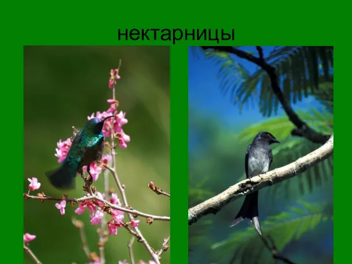 нектарницы