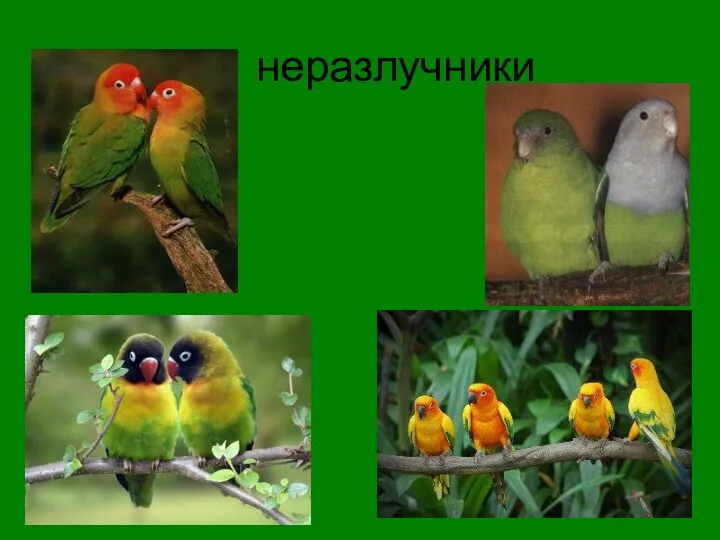 неразлучники