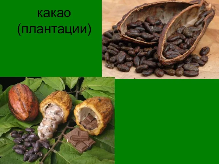 какао (плантации)