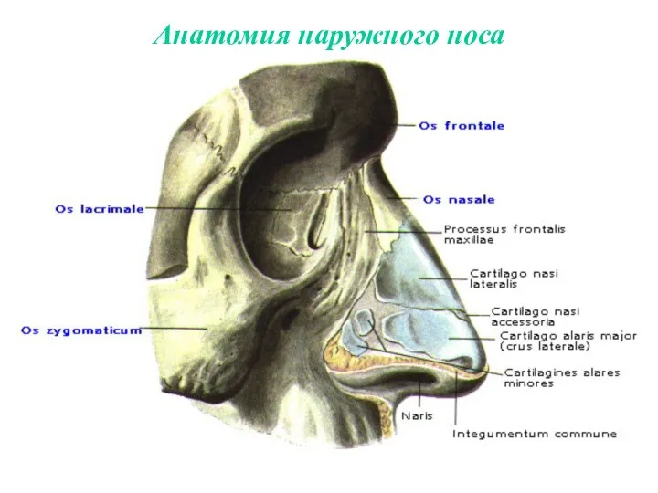 Анатомия наружного носа