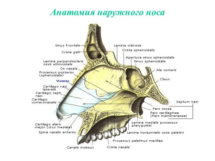 Анатомия наружного носа