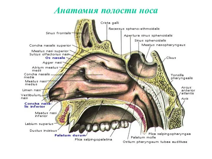 Анатомия полости носа