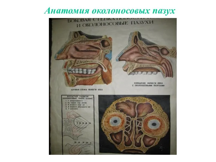 Анатомия околоносовых пазух