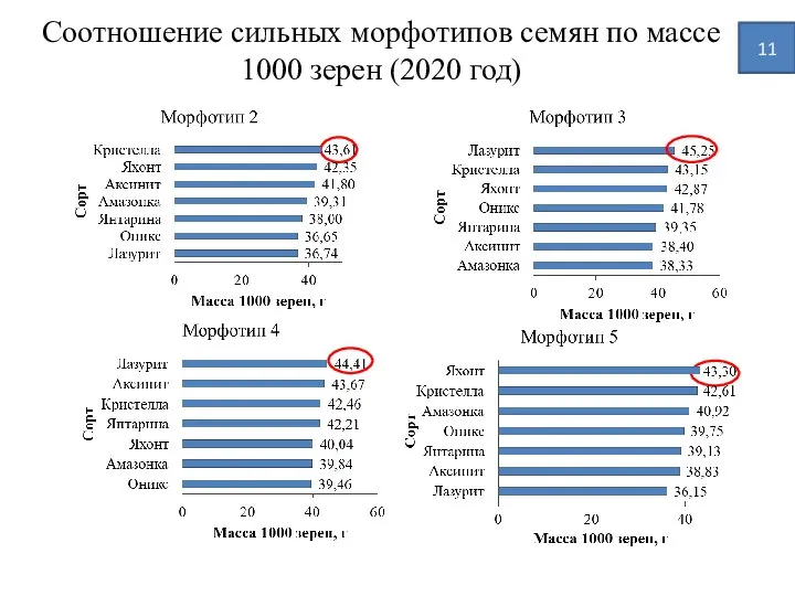 Соотношение сильных морфотипов семян по массе 1000 зерен (2020 год) 11