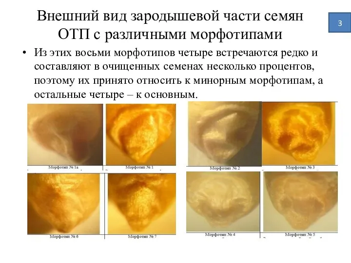 Внешний вид зародышевой части семян ОТП с различными морфотипами Из этих восьми