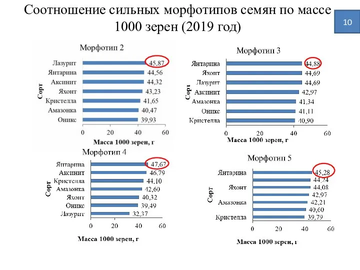 Соотношение сильных морфотипов семян по массе 1000 зерен (2019 год) 10