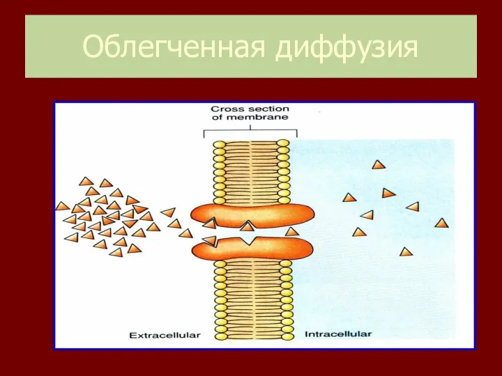 Облегченная диффузия