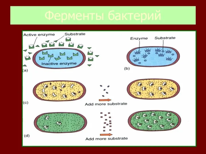 Ферменты бактерий