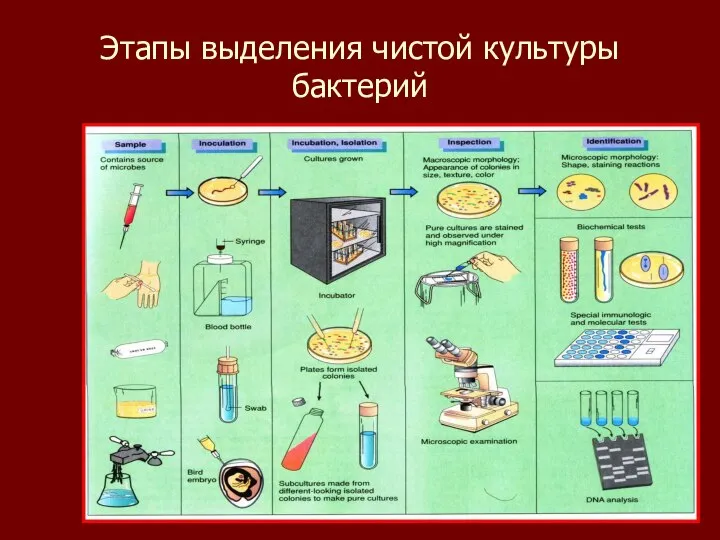 Этапы выделения чистой культуры бактерий