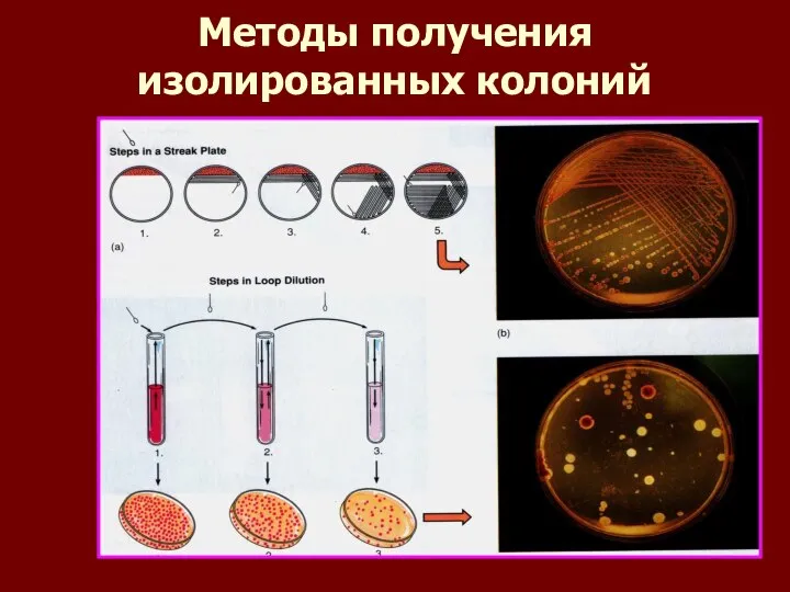 Методы получения изолированных колоний