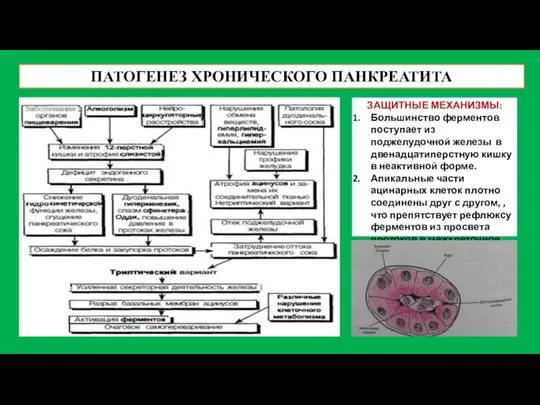 ПАТОГЕНЕЗ ХРОНИЧЕСКОГО ПАНКРЕАТИТА ЗАЩИТНЫЕ МЕХАНИЗМЫ: Большинство ферментов поступает из поджелудочной железы в