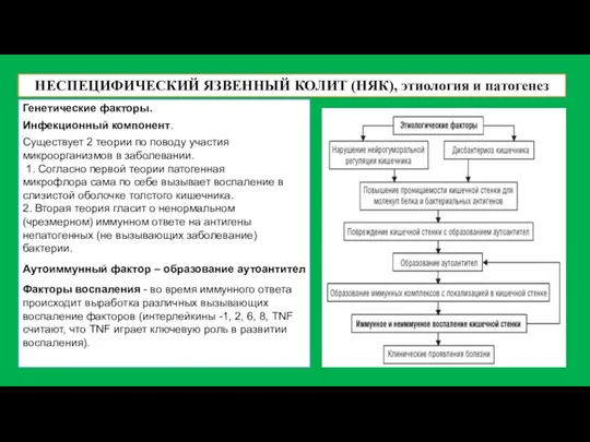 НЕСПЕЦИФИЧЕСКИЙ ЯЗВЕННЫЙ КОЛИТ (НЯК), этиология и патогенез Генетические факторы. Инфекционный компонент. Существует