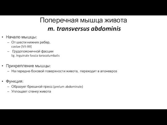 Поперечная мышца живота m. transversus abdominis Начало мышцы: От шести нижних ребер,