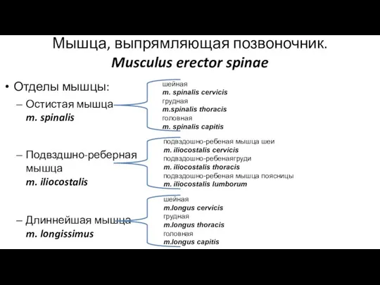 Мышца, выпрямляющая позвоночник. Musculus erector spinae Отделы мышцы: Остистая мышца m. spinalis