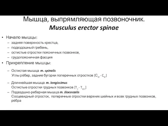 Мышца, выпрямляющая позвоночник. Musculus erector spinae Начало мышцы: задняя поверхность крестца, подвздошный