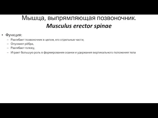 Мышца, выпрямляющая позвоночник. Musculus erector spinae Функция: Разгибает позвоночник в целом, его